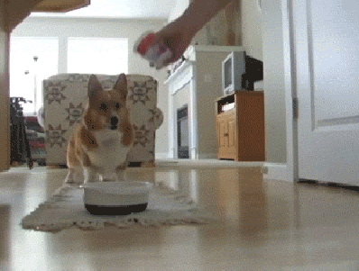 когда дают покушать.gif