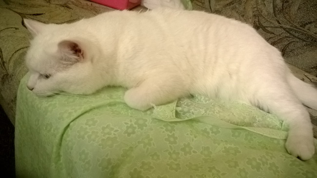 WP_20150702_020-1.jpg