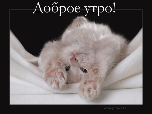 котик.gif