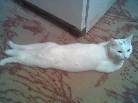 кошки пластами.jpg