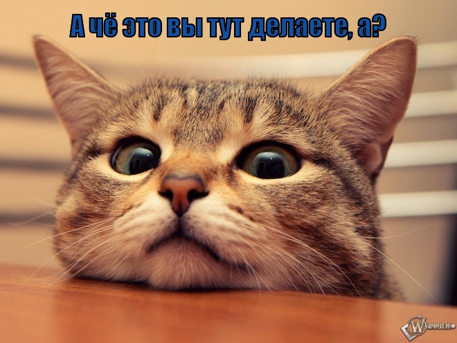 кот.jpg