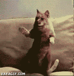 котик.gif