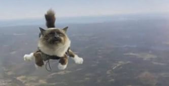 котик.jpg