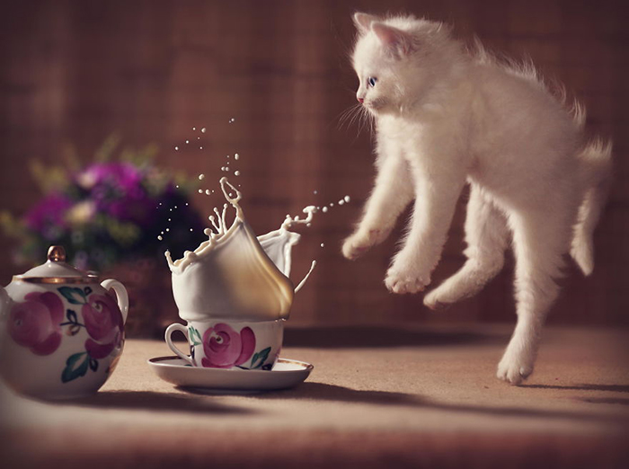Jumping-Cats-1.jpg