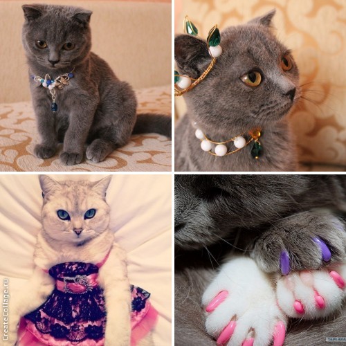 кото-гламур.jpg