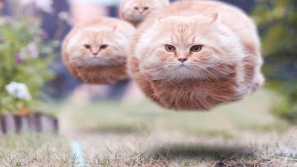 котэскадрилья.jpg