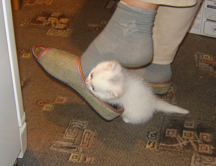 Шарик4.jpg