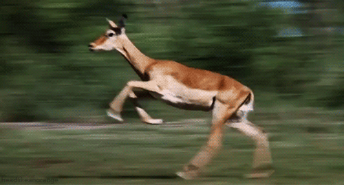 101502987_tumblr_mnewl0iXVk1r4zr2vo1_500.gif