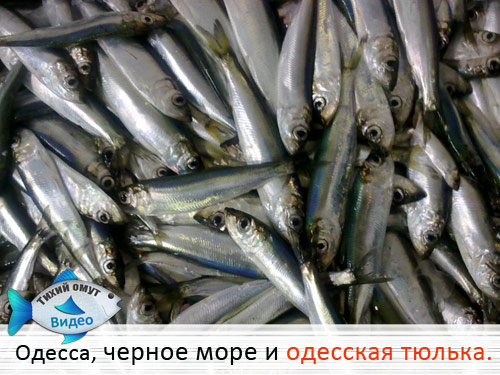 v1112.jpg