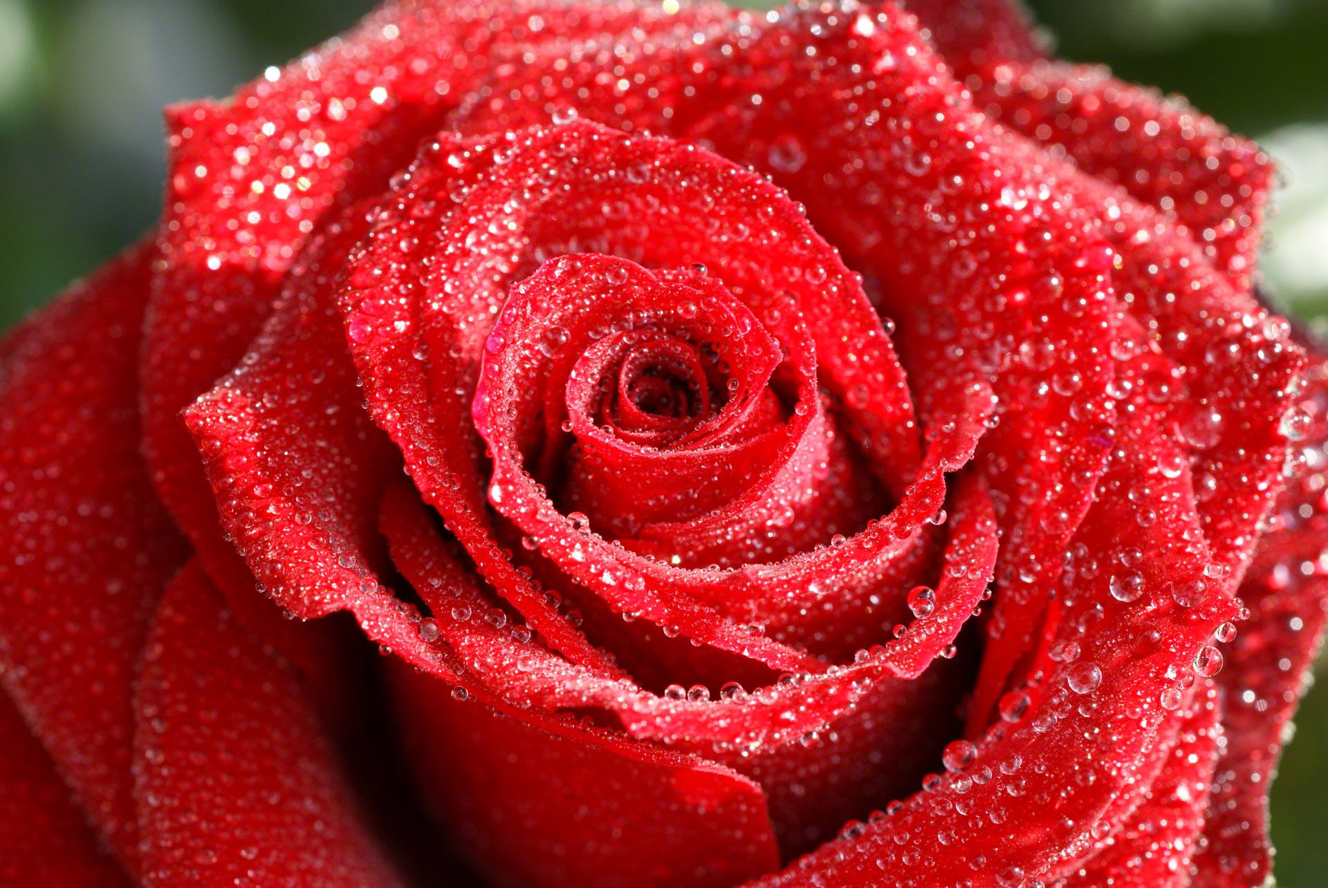 long-stem-red-roses-02021.jpg