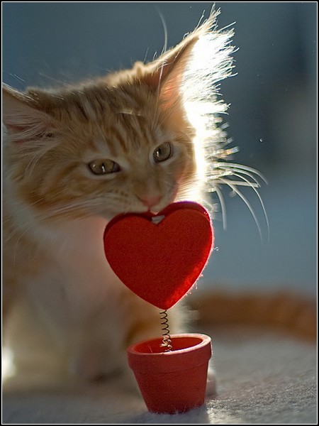 valentine.jpg