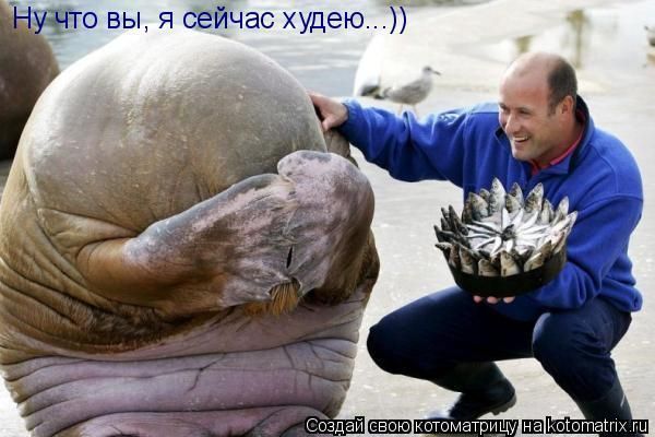я сейчас худею.jpg