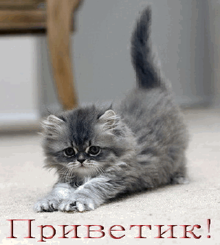 привет.gif