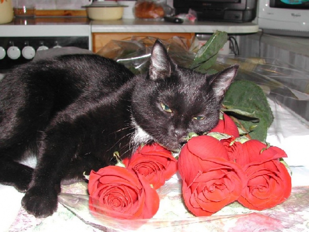 кошкама1.jpg