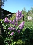 Молодая сирень