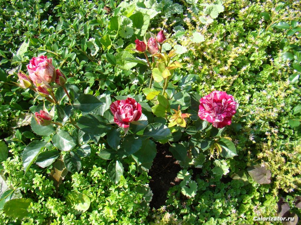 DSC04962