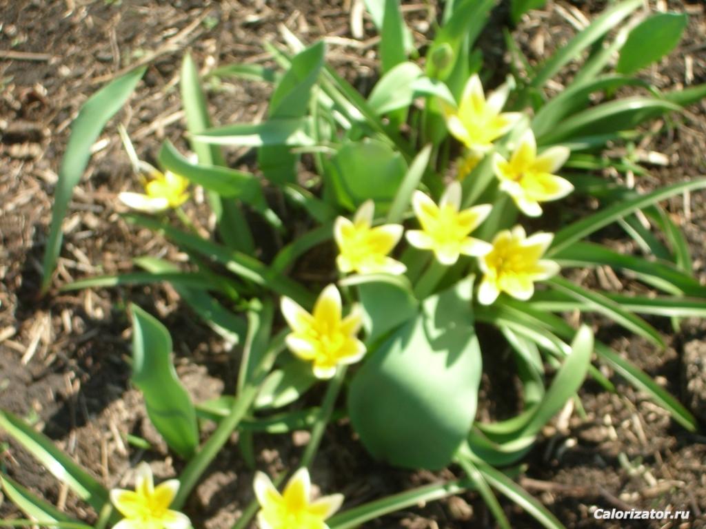 Весна 2011