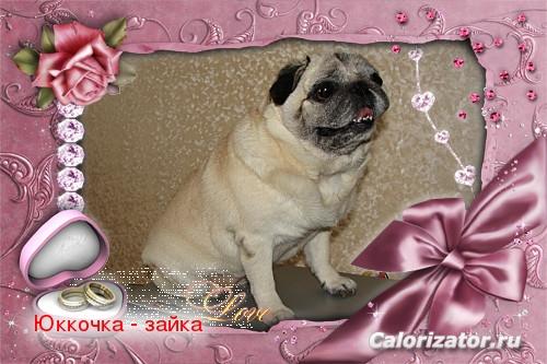 Юкка , мопс, 9 лет