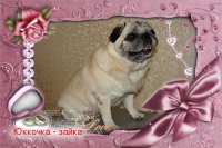 Юкка , мопс, 9 лет