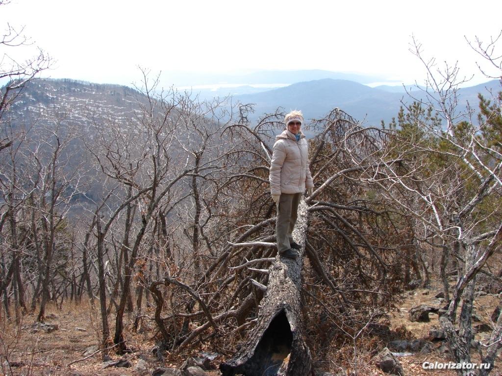 01.04.12 г.Черный куст, кедрушка упала