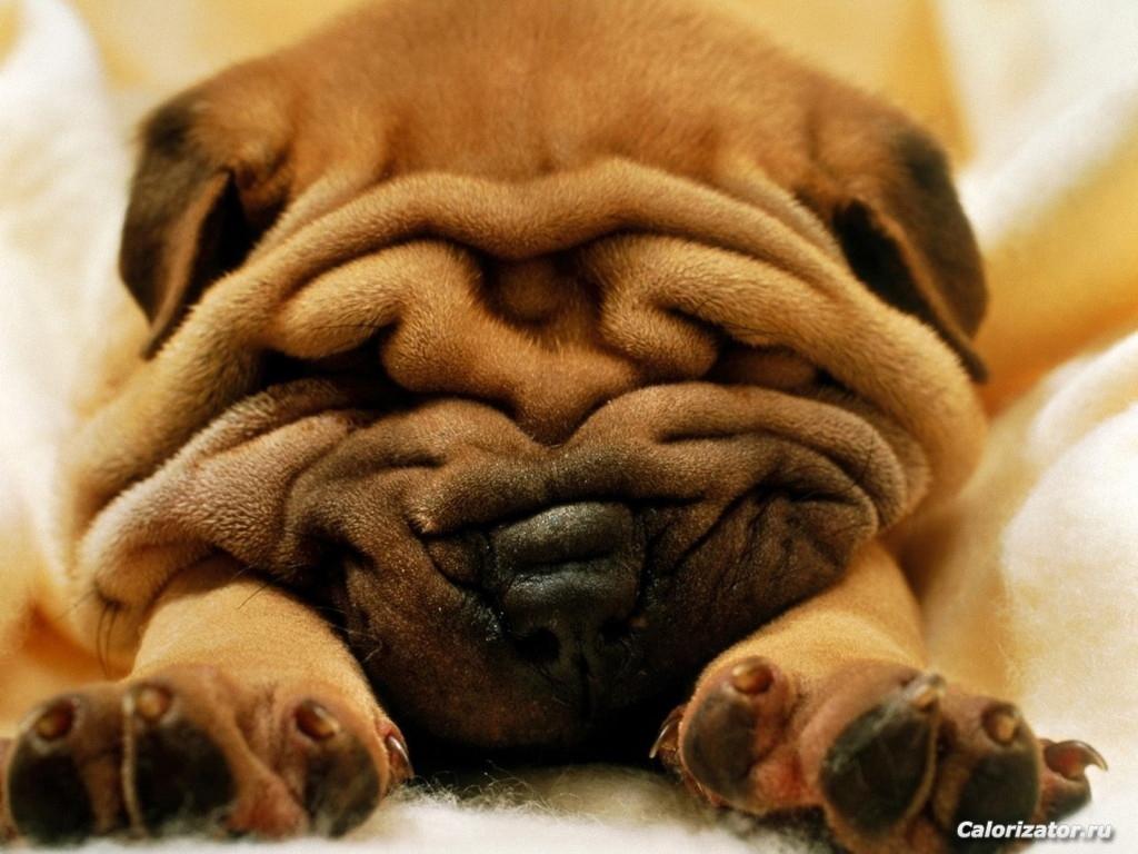 Animals Dogs Shar Pei 025408