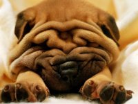 Animals Dogs Shar Pei 025408