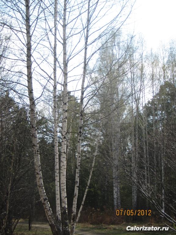 Березы