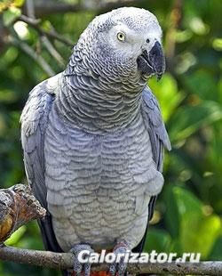 африканский попугай жако