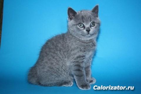 короткошерстная британская голубая кошка