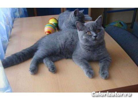 короткошерстная британская голубая кошка