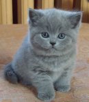 короткошерстная британская голубая кошка