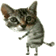 crazy-cat