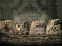 cats
