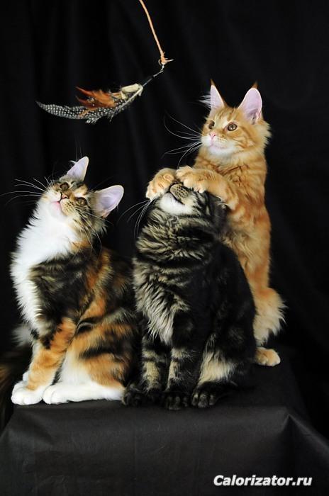cats1