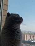 загруженное (3)