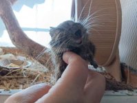 загруженное (31)