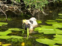 бобромопс водоплавающий