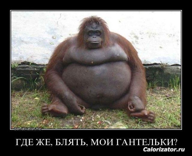 где гантельки
