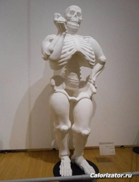 кость широкая