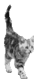 koshkia-1102