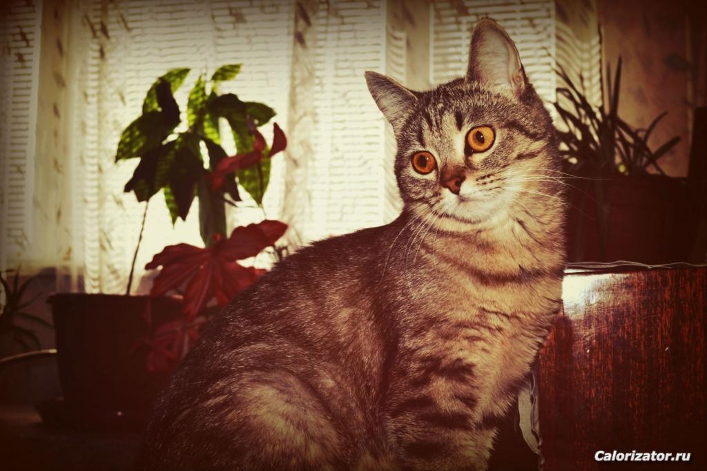 Моя кошка