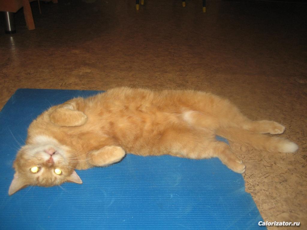 кот на зарядке