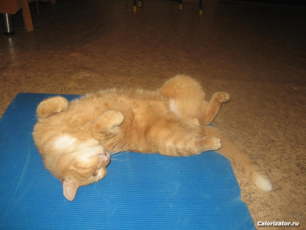 кот на зарядке