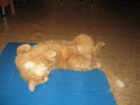 кот на зарядке