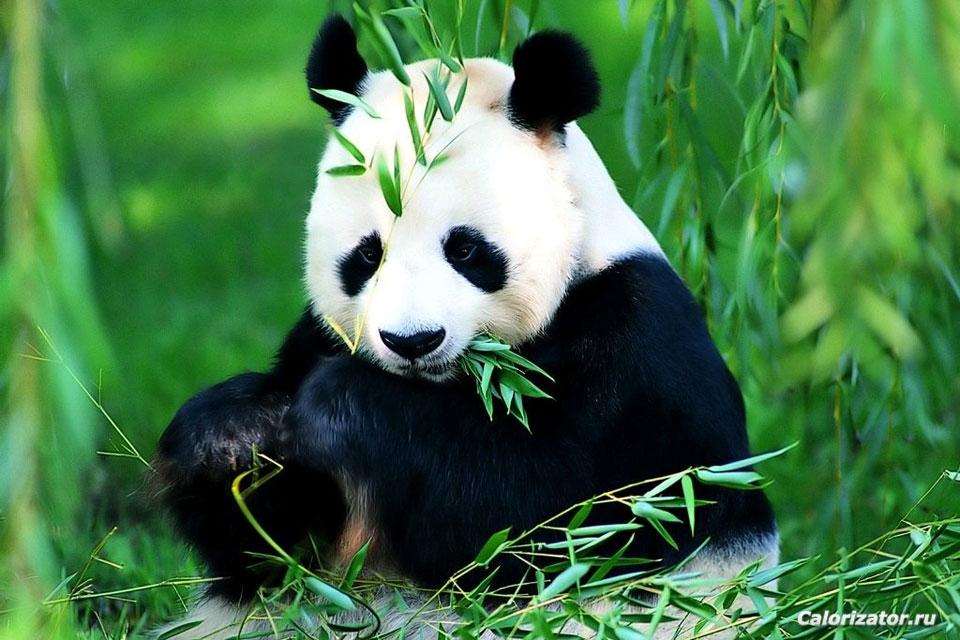 Bolshaya-panda01