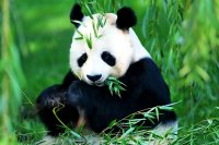 Bolshaya-panda01