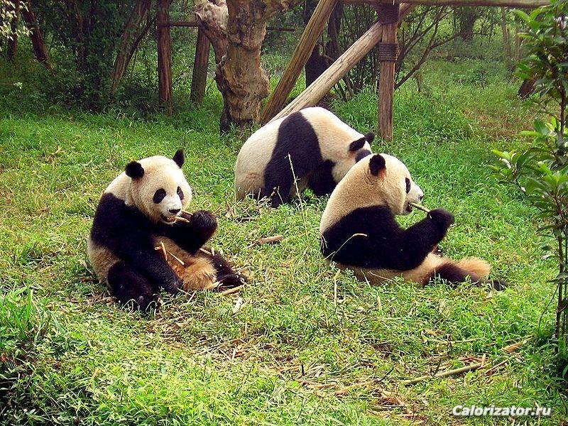 800px-Chengdu-pandas-d10
