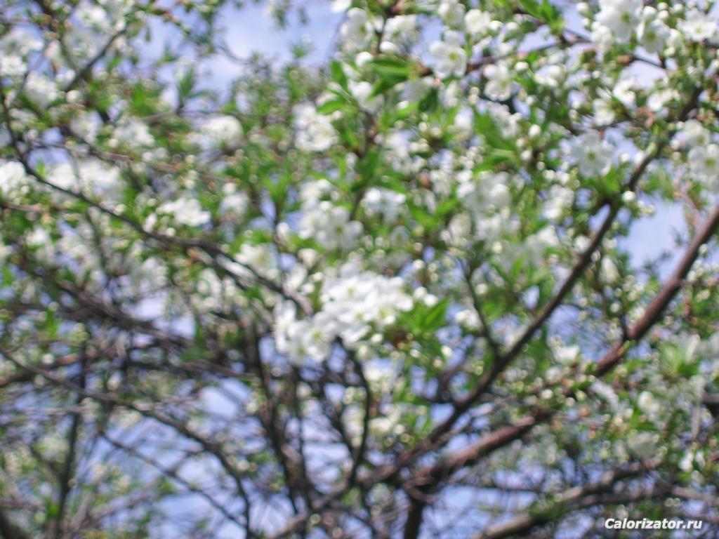 Изображение2011 036