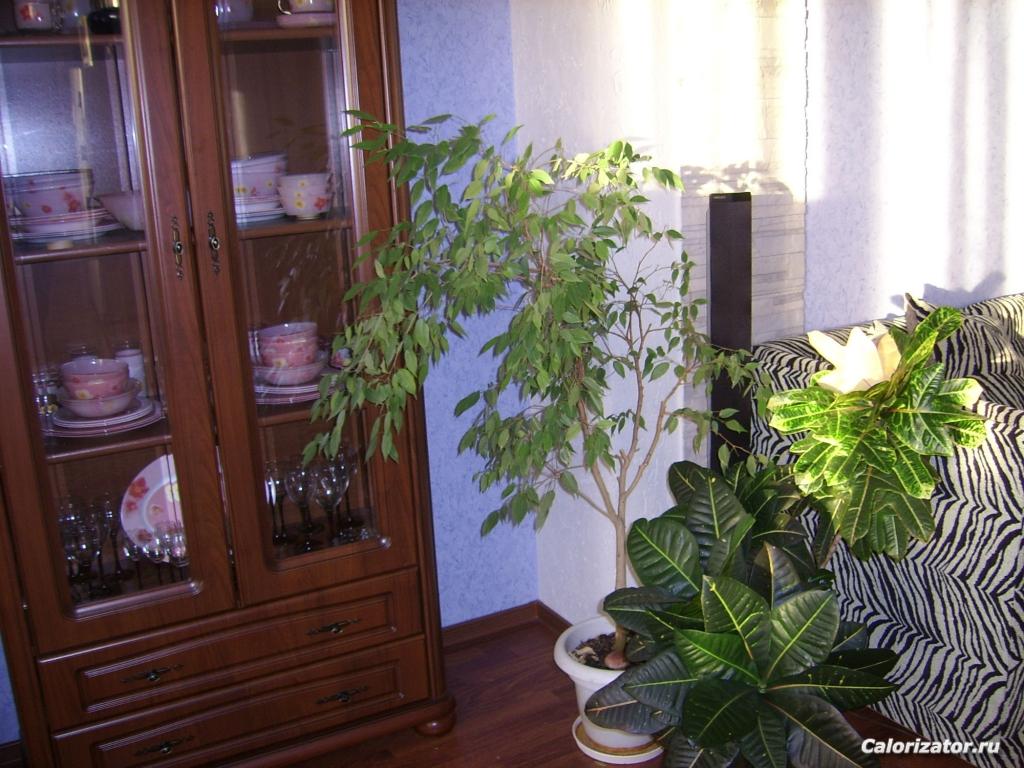 Мои питомцы 003.jpg