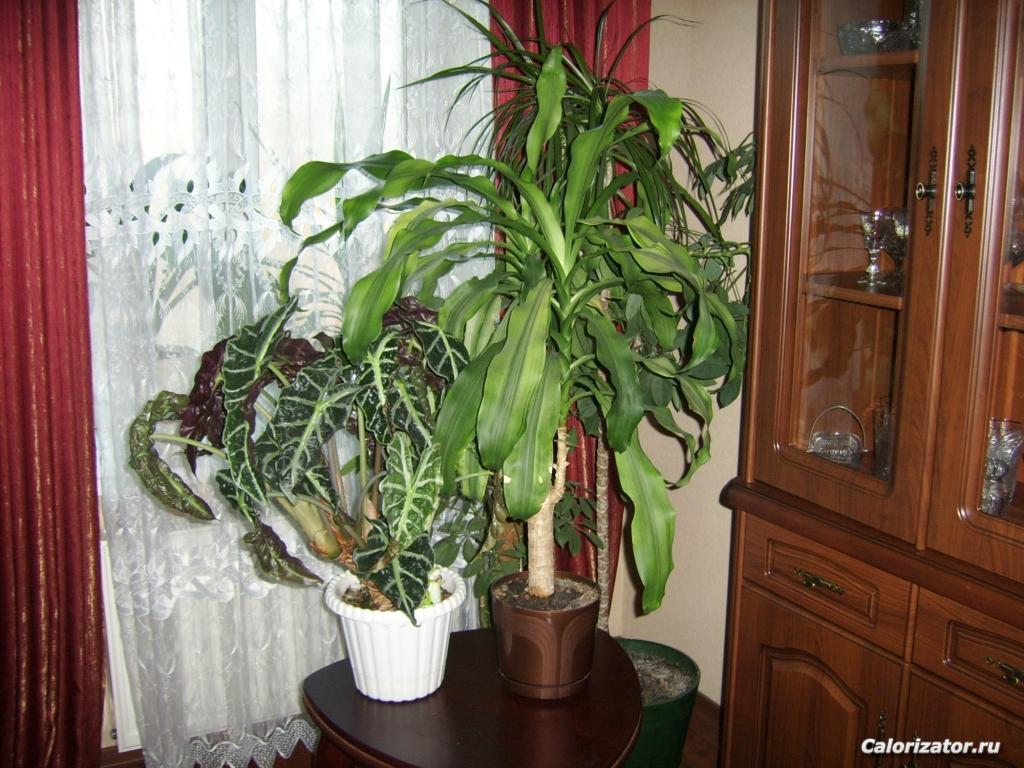 Мои питомцы 006.jpg
